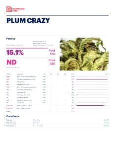 Plum Crazy - Image 2