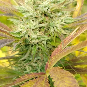 SLURRICANE FLOWER