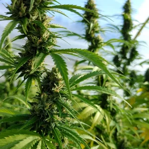 SOUR DIESEL FLOWER