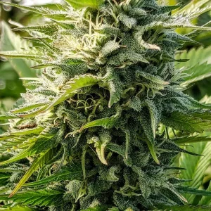 Super Glue