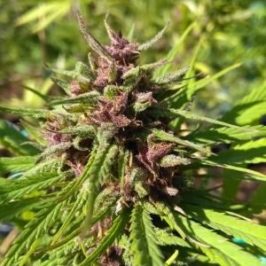 TAHITI BLUEBERRY FLOWER