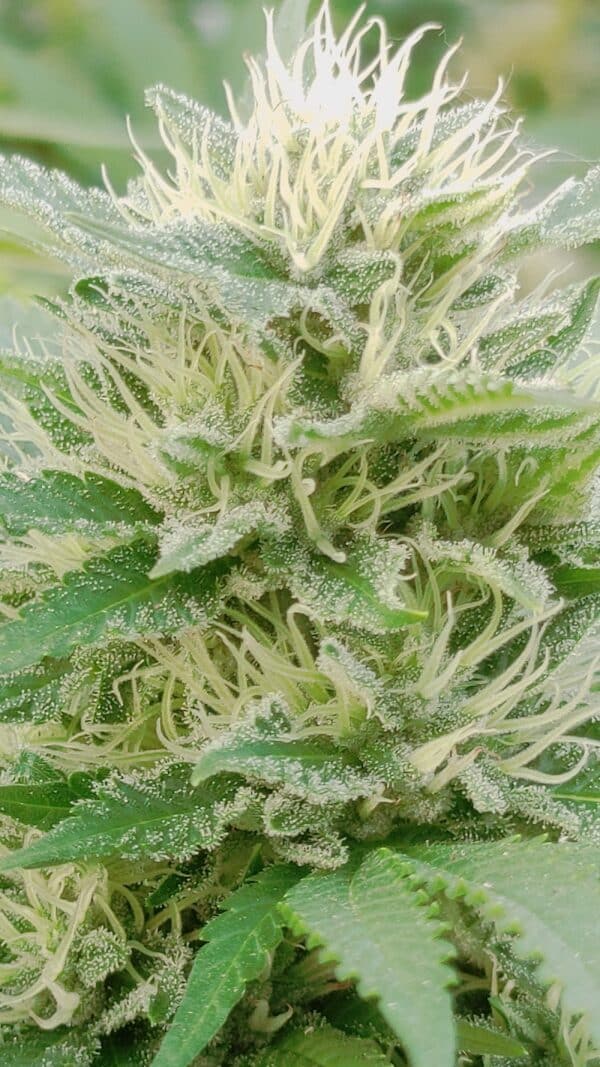 White Widow